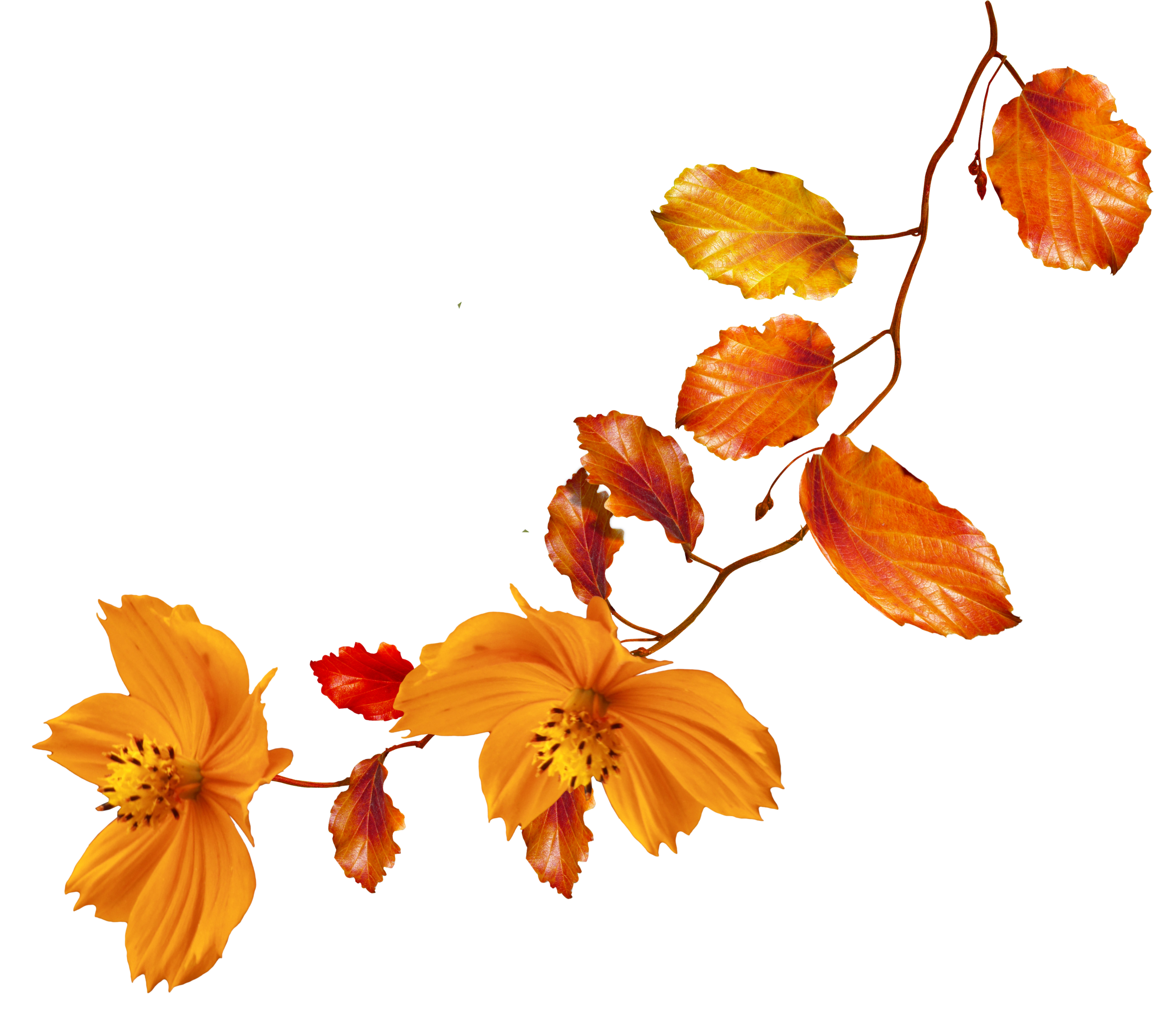 pngwing.com pngwing.com scaled